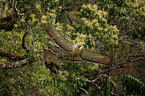 Philippine eagle (Pithecophaga jefferyi) female in flight through rainforest, Kitanglad mountain range, Mindanao, Philippines, March 200. Critically endangered.