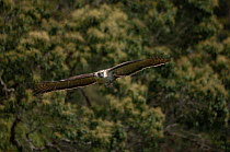 Philippine eagle (Pithecophaga jefferyi) in flight through rainforest, Kitanglad mountain range, Mindanao, Philippines, March 2007. Critically endangered.