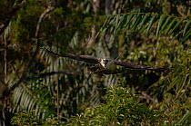 Philippine eagle (Pithecophaga jefferyi) female flying through rainforest with twig in beak, Kitanglad mountain range, Mindanao, Philippines, March 2007. Critically endangered.