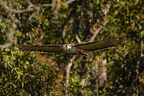 Philippine eagle (Pithecophaga jefferyi) female flying through rainforest with twig in beak,  Kitanglad mountain range, Mindanao, Philippines, March 2007. Critically endangered.