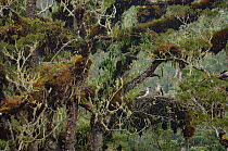 Philippine eagle (Pithecophaga jefferyi) male perched beside chick in nest, Kitanglad mountain range, Mindanao, Philippines, May 2007. Critically endangered.