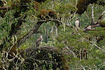 Philippine eagle (Pithecophaga jefferyi) male perched beside nest with chick in it, Kitanglad mountain range, Mindanao, Philippines, May 2007. Critically endangered.