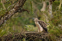 Philippine eagle (Pithecophaga jefferyi) chick perched in nest and calling, Kitanglad mountain range, Mindanao, Philippines, May 2007. Critically endangered.