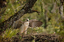 Philippine eagle (Pithecophaga jefferyi) chick flapping wings whilst perched on nest, Kitanglad mountain range, Mindanao, Philippines, May 2007. Critically endangered.