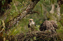 Philippine eagle (Pithecophaga jefferyi) male perched on nest with twig in beak as chick flaps wings, Kitanglad mountain range, Mindanao, Philippines, May 2007. Critically endangered.