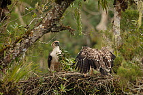Philippine eagle (Pithecophaga jefferyi) male delivering twig to nest as chick flaps wings, Kitanglad mountain range, Mindanao, Philippines, May 2007. Critically endangered.