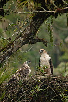 Philippine eagle (Pithecophaga jefferyi) male perched on nest beside chick, Kitanglad mountain range, Mindanao, Philippines May 2007. Critically endangered.