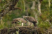 Philippine eagle (Pithecophaga jefferyi) male feeding chick whilst perched on nest, Kitanglad mountain range, Mindanao, Philippines, May 2007. Critically endangered.