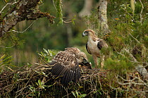 Philippine eagle (Pithecophaga jefferyi) male perched beside chick as it mantles over prey in nest, Kitanglad mountain range, Mindanao, Philippines, May 2007. Critically endangered.