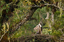 Philippine eagle (Pithecophaga jefferyi) male feeding chick flesh whilst perched on nest, Kitanglad mountain range, Mindanao, Philippines, May 2007. Critically endangered.