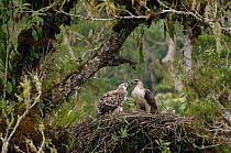 Philippine eagle (Pithecophaga jefferyi) male feeding flesh to chick whilst perched on nest, Kitanglad mountain range, Mindanao, Philippines, May 2007. Critically endangered.