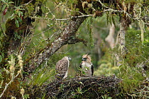 Philippine eagle (Pithecophaga jefferyi) male perched with chick on nest and raising crest feathers, Kitanglad mountain range, Mindanao, Philippines, May 2007. Critically endangered.