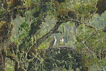 Philippine eagle (Pithecophaga jefferyi) male perched with chick on nest in rainstorm,  Kitanglad mountain range, Mindanao, Philippines, May 2007. Critically endangered.