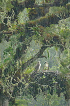 Philippine eagle (Pithecophaga jefferyi) male perching on nest with chick during rain storm, Kitanglad mountain range, Mindanao, Philippines, May 2007. Critically endangered.