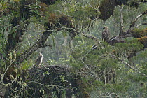 Philippine eagle (Pithecophaga jefferyi) male perching beside nest with chick in it during rainstorm, Kitanglad mountain range, Mindanao, Philippines, May 2007. Critically endangered.