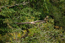 Philippine eagle (Pithecophaga jefferyi) male flying through rainforest canopy whilst carrying twig, Kitanglad mountain range, Mindanao, Philippines, May 2007. Critically endangered.