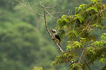 Tarictic hornbill (Penelopides panini) male perched on bare tree branch, Mount Apo area, Mindanao, Philippines, August 2006. Endangered.