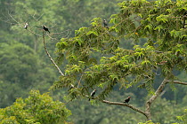 Coletos (Sarcops calvus) perched in tree canopy, Mount Apo area, Mindanao, Philippines, August 2006.