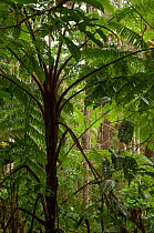 Tree fern (Cyathea sp.) in rainforest, Kitanglad mountain range, Mindanao, Philippines, February 2006.