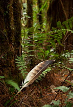 Feather of Philippine eagle (Pithecophaga jefferyi) resting on ferns in rainforest, Kitanglad mountain range, Mindanao, Philippines, May 2007.