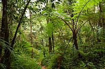 Foliage in cloudforest, Mount Apo, Mindanao, Philippines, May 2007.
