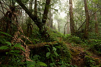 Mist between trees in cloudforest, Mount Apo area, Mindanao, Philippines, May 2007.