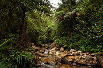 River running through cloudforest, Mount Apo, Mindanao, Philippines, May 2007.