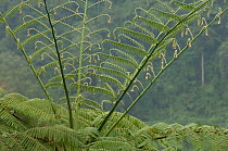Tree fern (Cyathea sp.) leaves, Mount Apo area, Mindanao, Philippines, August 2006.