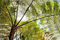 Tree fern (Cyathea sp.) canopy, Mount Apo area, Mindanao, Philippines, August 2006.