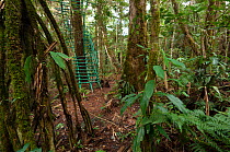 Ladders up tree trunk leading to hide overlooking nest of Philippine Eagle (Pithecophaga jefferyi), Mount Kitanglad Range, Mindanao, Philippines, May 2007.