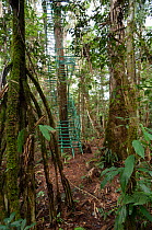 Ladders up tree trunk leading to hide overlooking nest of Philippine eagle (Pithecophaga jefferyi), Mount Kitanglad Range, Mindanao, Philippines, May 2007.