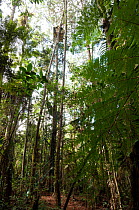 Hide in the forest overlooking nest of Philippine eagle (Pithecophaga jefferyi) Mount Apo, Mindanao, Philippines, August 2006.