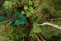 Ladder to hide high in tree overlooking nest of Philippine eagle (Pithecophaga jeffreyi), Mount Kitanglad Range, Mindanao, Philippines, May 2007.
