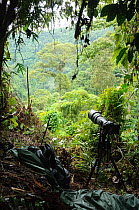 Camera hidden behind foliage, pointing towards nest of Philippine eagle (Pithecophaga jefferyi), Mount Kitanglad Range, Mindanao, Philippines, May 2007.