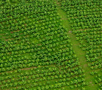 Aerial view of Banana plantation, Mindanao, Philippines, March 2007.