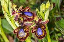 Mirror ophrys (Ophrys speculum) in flower, Peloponnese, Greece. March.