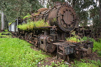 Old, rusting locomotive engine, taken over by nature on the old Peloponnese narrow gauge railway nr. Naupflion, Greece. March, 2015.