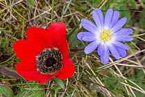 Crown anemone (Anemone coronaria) scarlet variety, and Blue anemone (Anemone blanda) in flower, Peloponnese, Greece. March.