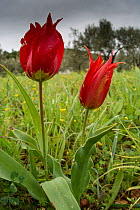Goulimyi's tulip (Tulipa goulimyi) in flower, Peloponnese , Greece. March.
