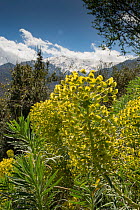 Large Mediterranian spurge (Euphorbia wulfenii) in flower with mountains in background, Mystras, Peloponnese, Greece. April.