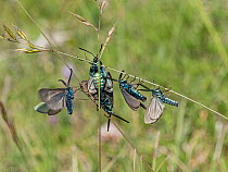 Five Forester moths (Adscita statices) resting on grass stems, with pair mating, Sibillini, Umbria, Italy. May.