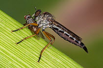 Robber fly (Engelepogon brunnipes) resting on leaf with insect prey, Podere Montecucco, Orvieto, Umbria, Italy. August.