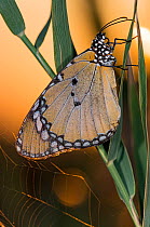 Plain tiger butterfly (Danaus chrysippus) resting on grass stem at dawn, near Lago di Lesina, Gargano, Puglia, Italy. September.