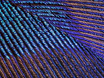 Peacock (Pavo sp.) feather, close up showing iridescence, 10x magnification.