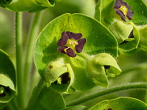 Large Mediterranean spurge (Euphorbia characias) in flower, Sugano, Orvieto, Umbria, Italy. April.