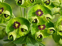 Large Mediterranean spurge (Euphorbia characias) in flower, Sugano, Orvieto, Umbria, Italy. April.