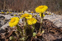 Coltsfoot (Tussilago farfara) in flower in gravel, with the remains of the previous year's foliage visible beneath the flowering stems, nr Allerona, Orvieto, Umbria, Italy. February.