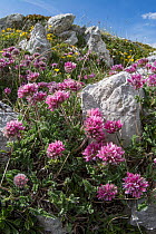 Mountain kidney vetch (Anthyllis montana jacquinii) in flower among limestone rocks on mountainside, Apennines, Terminillo, Umbria, Italy. June.