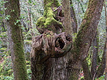 Burr growth on trunk of an ancient European chestnut (Castanea sativa) tree, Il Sasseto, Lazio, Italy. April.