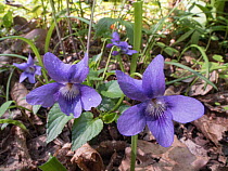 Reichenbach's violet (Viola reichenbachiana) in flower in woodland, Umbria, Italy. March.